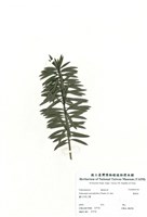 藏品(羅漢松)的圖片